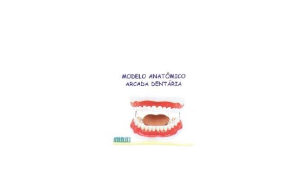 Modelo Anatômico Arcada Dentária
